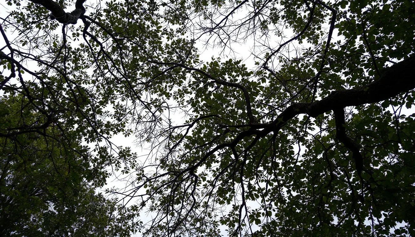 Oak Tree Pruning in Springfield